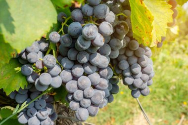 Bir demet taze siyah olgun üzüm meyvesi yeşil yapraklar üzerinde yumuşak güneş ışığı altında bağda hasat mevsiminde, üzüm ekimi organik şarapçılık çiftliğinde kırmızı şarap üretmek için.