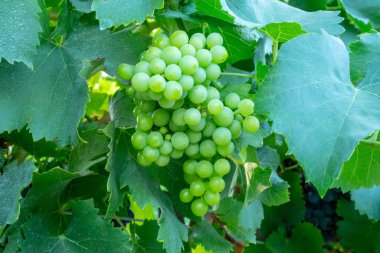 Bir grup taze yeşil olgun üzüm meyvesi yeşil yapraklar üzerinde yumuşak güneş ışığı altında bağda hasat mevsiminde, üzüm ekimi organik şarapçılık çiftliğinde kırmızı şarap üretmek için.