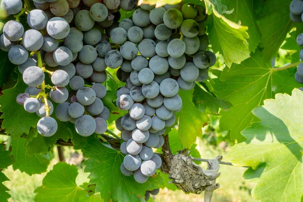 Mazzo Frutta Fresca Uva Matura Nera Scura Foglie Verdi Sotto — Foto Stock