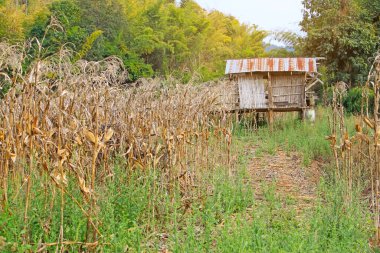Kurumuş kahverengi mısır tarlasının ormanında eski ahşap bir kulübe, yeşil ve sarı bambu ağaçları ve arka planda orman, Asya 'da bir kır evi yaşam tarzı.