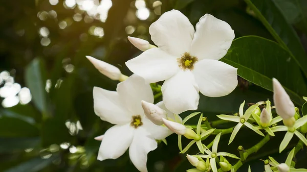 オタランガ と呼ばれる白い花弁が美しい緑色の葉を背景にした花束です — ストック写真