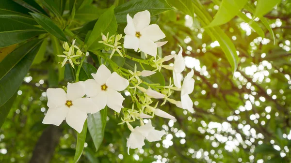 Egy Csomó Szép Fehér Szirmok Öngyilkos Virág Virágzik Más Néven — Stock Fotó