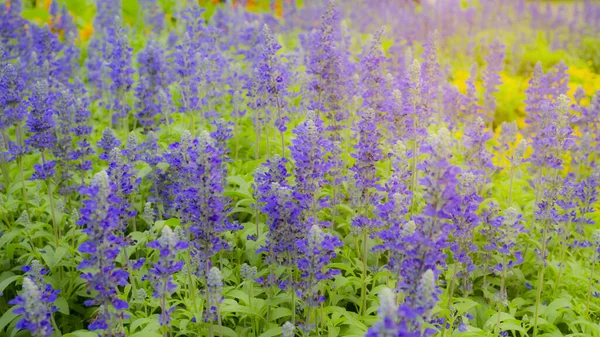 Pétalas Azuis Suaves Planta Salvia Folha Verde Macia Jardim Sob — Fotografia de Stock