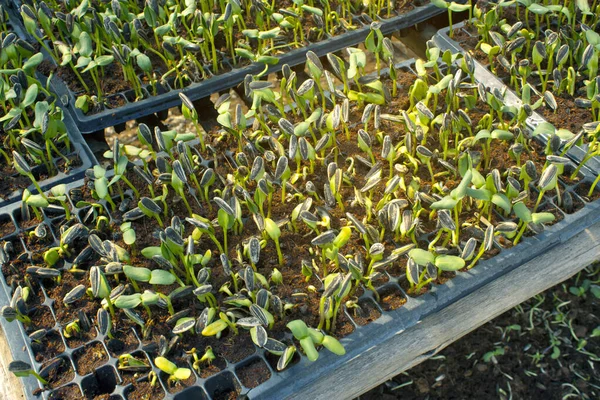 Kiełki Słonecznik Rozprzestrzeniający Się Nasion Stają Się Zielone Sadzonki Liści — Zdjęcie stockowe