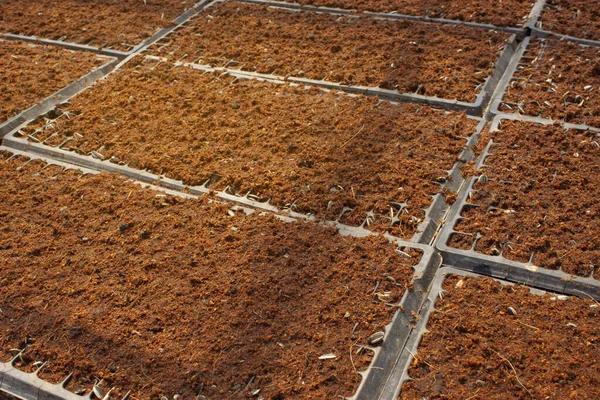 Ültetés Csírát Napraforgó Palánta Táptalaj Óvodában Narancs Keveréke Kókuszrost Talaj — Stock Fotó