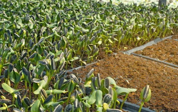 Planting Sprout Sunflower Seedling Nutrition Soil Organic Vegetable Farm Sprouts — Stock Photo, Image