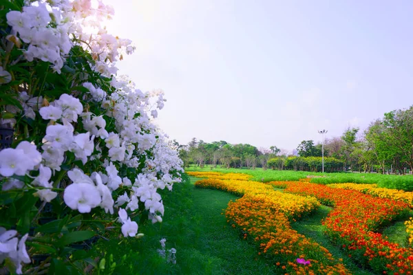 Uma Treliça Orquídea Branca Campo Belo Cosmo Colorido — Fotografia de Stock