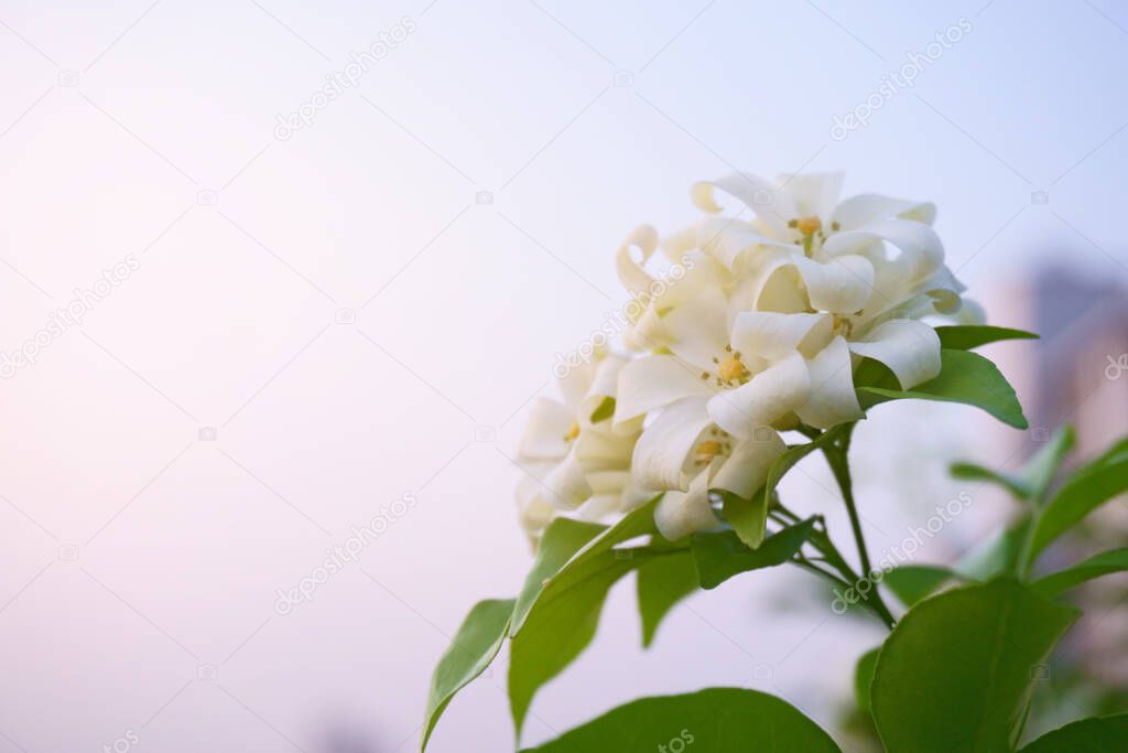 A bunch of white Orange Jessamine flower blooming on cloudy sky and sunshine background in the morning