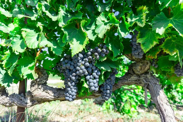 Trossen Verse Donkerzwarte Rijpe Druiven Groene Bladeren Onder Zacht Zonlicht — Stockfoto