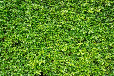 Green wall of Ficus shrub plant, closeup image for the background clipart