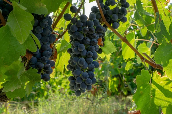 Mazzi Frutta Fresca Nera Matura Foglie Verdi Tronco Marrone Campo — Foto Stock