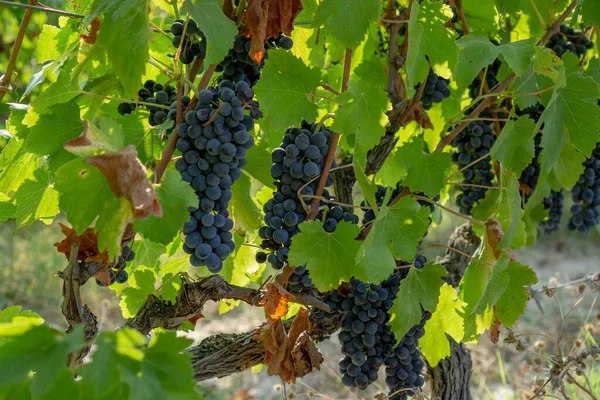 Bunches Fresh Dark Black Ripe Grape Fruit Green Leaves Brown — Stock Photo, Image