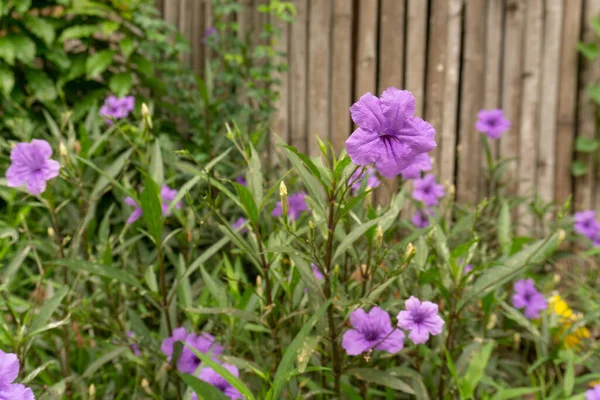 Belles Pétales Couleur Pourpre Pétunia Sauvage Britton Connu Sous Nom — Photo