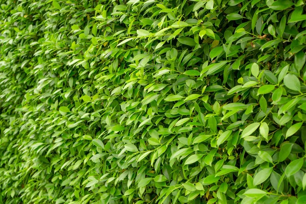 Zielona Ściana Rośliny Krzewu Ficus Obraz Bliska Tle — Zdjęcie stockowe