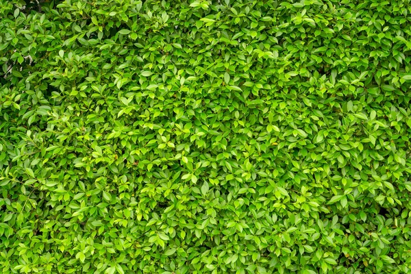 Green Leaf Wall Ficus Shrub Plant Closeup Image Greenery Nature — Stock Photo, Image