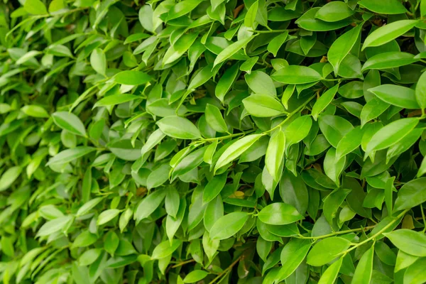 Ficus Çalı Bitkisinin Yeşil Duvarı Arkaplan Için Yakın Plan Resmi — Stok fotoğraf