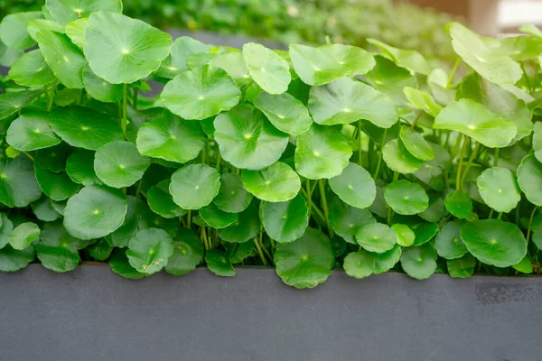 Listy Deštníku Tvaru Zeleně Vodní Pennywort Černém Květinovém Základu Známý — Stock fotografie