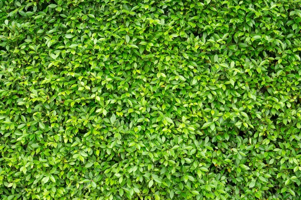 Groene Muur Van Ficus Struik Plant Close Afbeelding Voor Achtergrond — Stockfoto