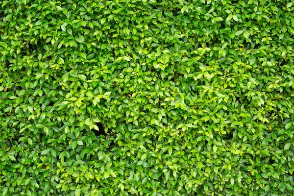 Zelená Stěna Rostliny Ficus Keře Detailní Záběr Pozadí — Stock fotografie