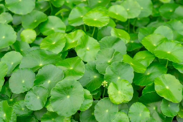 Zielony Parasol Kształt Liści Pennywort Wody Znany Jako Marsh Penny — Zdjęcie stockowe