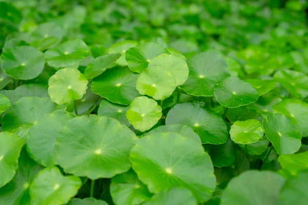 Sombrilla Verde Forma Hojas Agua Pennywort Conocido Como Marsh Penny —  Fotos de Stock