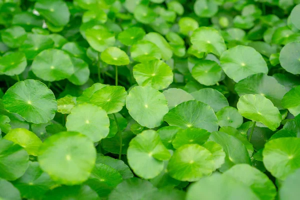 Sombrilla Verde Forma Hojas Agua Pennywort Conocido Como Marsh Penny —  Fotos de Stock