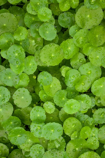 Zelený Deštník Tvaru List Vody Pennywort Kapkami Deště Kruhové Listy — Stock fotografie