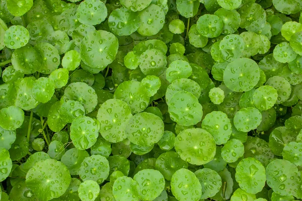 Çember yaprakların üzerinde yağmur damlaları olan yeşil şemsiye şeklindeki su penisi yaprağı, Bataklık Penisi ya da Hindistan Pennywort olarak bilinen bu bitki,