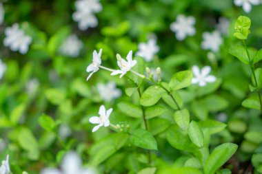 Güzel yeşil yapraklar ve küçük yıldızlı yapraklar güneş ışığı altında açan kar taneleri kokulu çiçekler, Kış Kiraz Ağacı, Arktik Kar, Samanyolu ve Tatlı İndrajao olarak bilinir.