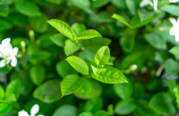 Broto Jovem Fresco Folhas Verdes Macias Florescer Planta Vegetação Natural — Fotografia de Stock