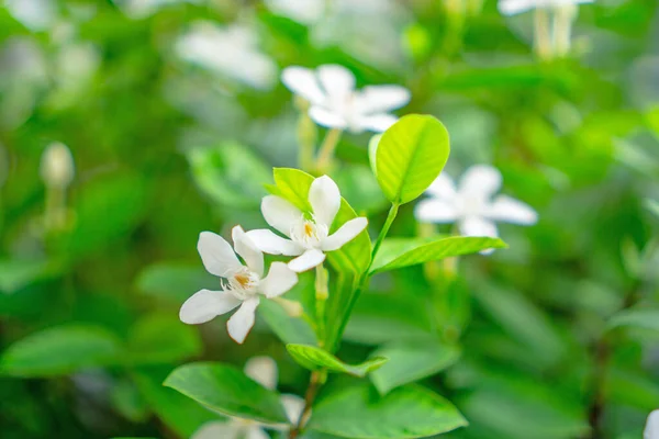 Прекрасні Зоряні Білі Пелюстки Пахучої Квітки Сніжинки Цвітучі Зеленому Листі — стокове фото
