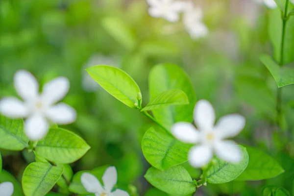 Fresco Brote Joven Hojas Verdes Suaves Florecen Vegetación Natural Planta —  Fotos de Stock