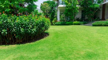 Fresh green burmuda grass smooth lawn as a carpet with curve form of bush, trees on the background, good maintenance lanscapes in a garden under cloudy sky and morning sunlight clipart