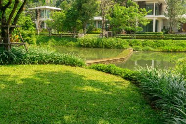 Fresh green grass smooth lawn as a carpet with curve form of bush beside a lake, trees on the background, good maintenance lanscapes in a garden under shading and sunlight morning clipart