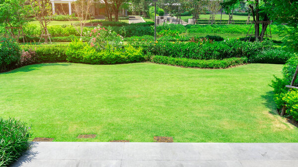 Свежий зеленый Burmuda трава гладкий газон, как ковер с изогнутой форме куста, деревья на заднем плане, хорошее обслуживание Lanscapes в саду под облачным небом и утренним солнечным светом
