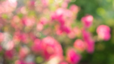 Bokeh resmi pembe çiçek ve yeşil yapraklardan bulanık arkaplan