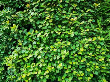 Yeşil yapraklardan oluşan dikey bahçe duvarı ve doğa görüntüsünden doğal bir arka plan olan parkın bakımlı bir manzarası olan açık hava bitkisi.