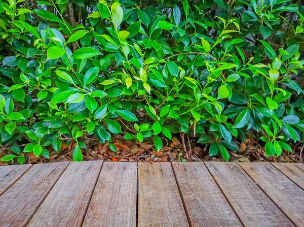 Padrão Marrom Deck Madeira Folhas Vegetação Fundo Planta Ficus — Fotografia de Stock