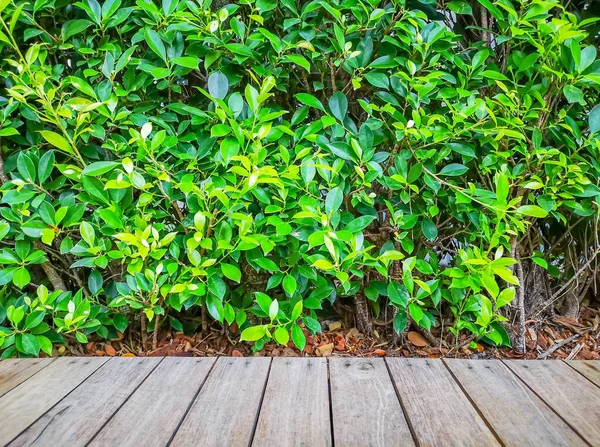 Bruin Patroon Houten Dek Groen Bladeren Van Ficus Plant Achtergrond — Stockfoto