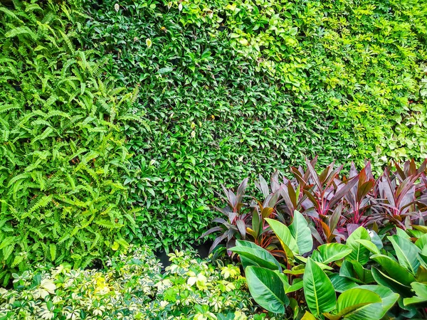 緑の葉の緑の垂直庭園の壁と公園内の良好なメンテナンス風景と赤のカラフルな植物 自然画像からの自然な背景 — ストック写真