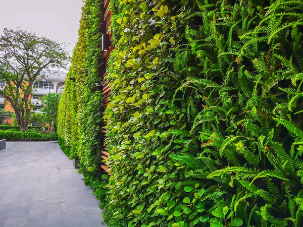 Zielona Pionowa Ściana Ogrodowa Zielonymi Liśćmi Rośliną Zewnętrzną Dobrym Krajobrazem — Zdjęcie stockowe