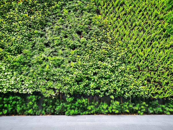 Groen Landschap Verticale Tuinmuur Van Groene Bladeren Outdoor Plant Met — Stockfoto