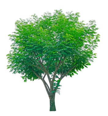 Tek ağaç izole edilmiş, her zaman yeşil yaprak beyaz arkaplanda kırpma yolu fotoğrafı ile dikili