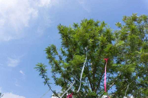 澄んだ青空に白いリボンと赤いリボンの弓と滑らかなふわふわの雲の背景を持つサーバーオークの木 — ストック写真