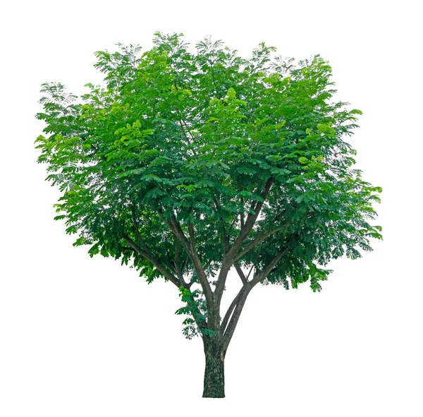 在白色背景上隔离的单棵树 剪枝路径 常绿叶瓣照片 — 图库照片