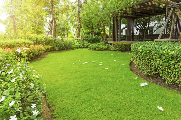 Goede Verzorging Landschap Van Glad Groen Gras Gazon Plumeria Bloemen — Stockfoto