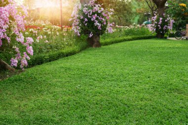 Parkta taze yeşil bir çimen, Pembe Dendrobium hibrit orkide ağaçlara tırmanıyor ve beyaz Hollyhock tarlası sabah güneşinin altında.