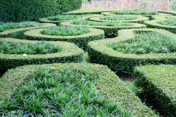 Ein Kleines Muster Englischen Landhausgarten Stil Links Fukien Tee Geschnittene — Stockfoto