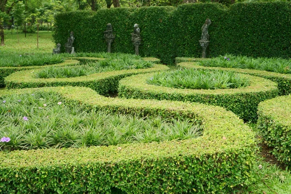 Ein Kleines Muster Englischen Landhausgarten Stil Fukien Tee Geschnittene Wand — Stockfoto