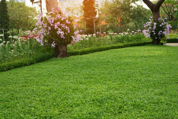 Gramado Verde Fresco Parque Orquídea Híbrida Rosa Dendrobium Subindo Nas — Fotografia de Stock